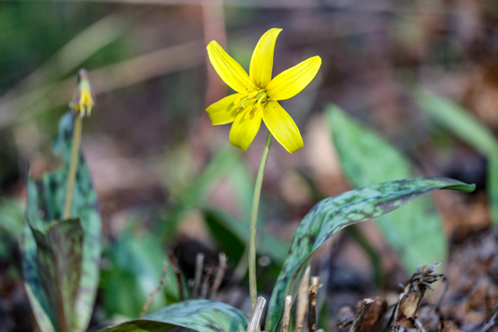A Blooming Trout Lily