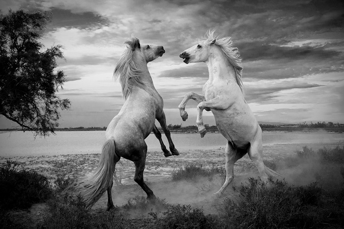 Two Camargue Horses Sparring