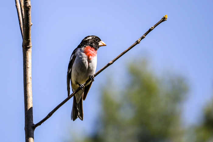 A Young Male Rose Breasted Grosbeak