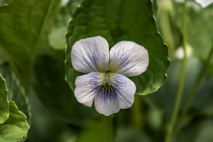 A Single White Violet Viola Blanda