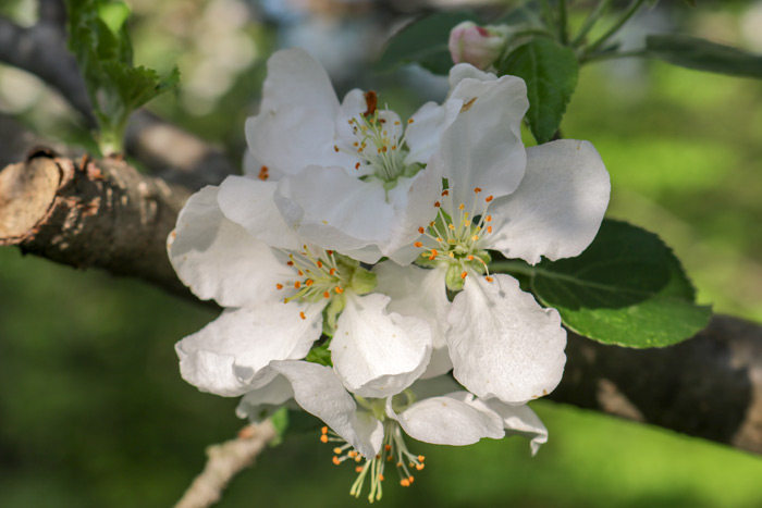 Apple Blossoms Rosaceae