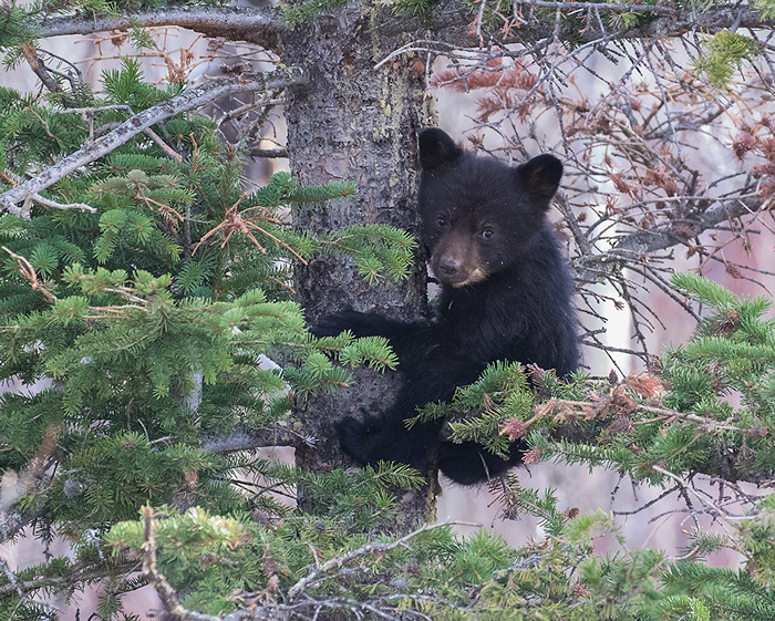 Black Bear Cub In Tree