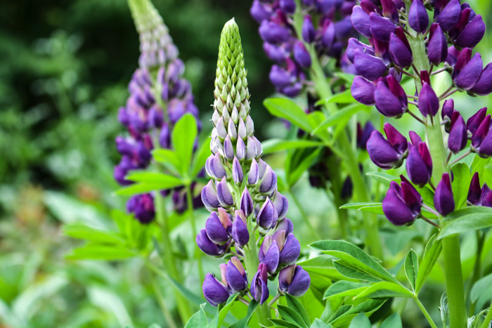 Blooming Lupine Fabaceae