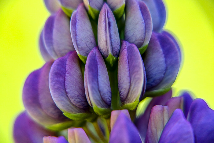 Close Up Of Lupine Fabaceae