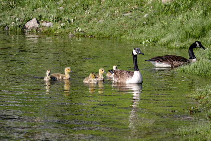 Gosling With Parents