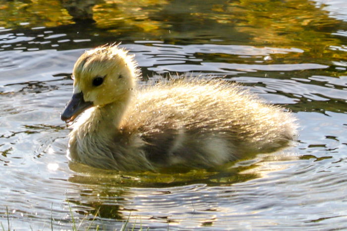 Canada Goose Gosling