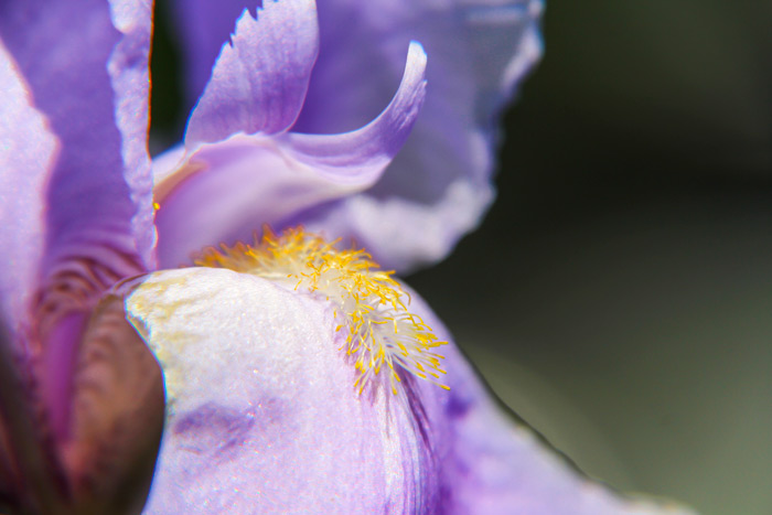 Iris Close Up Iridaceae