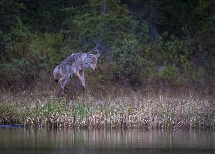 Jumping Coyote