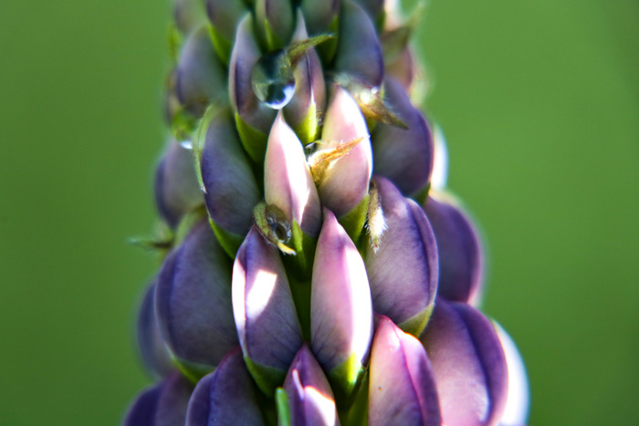 Lupine Close Up Fabaceae
