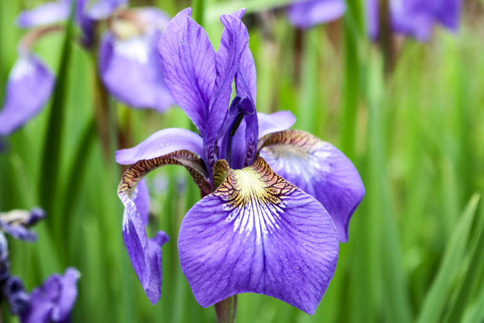 Purple Iris Iridaceae