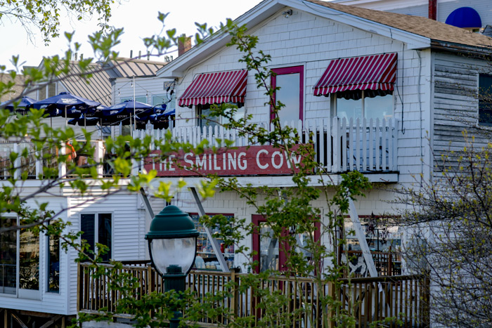 Rear Of Smiling Cow