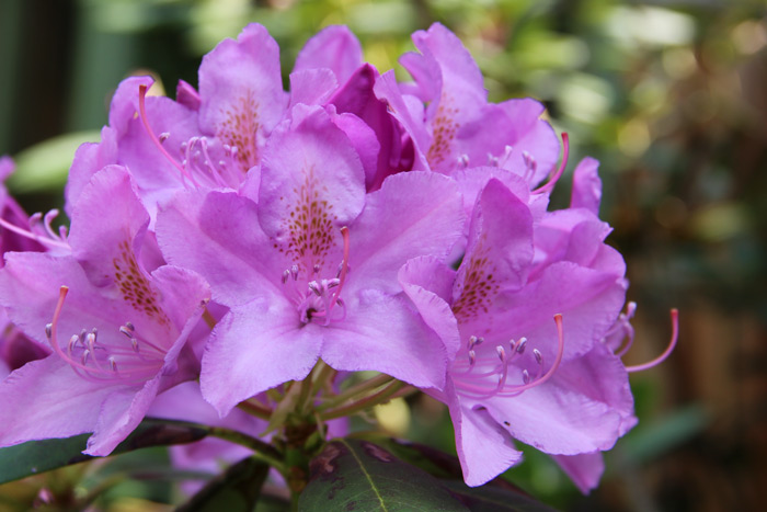 Rhododendron Ericaceae