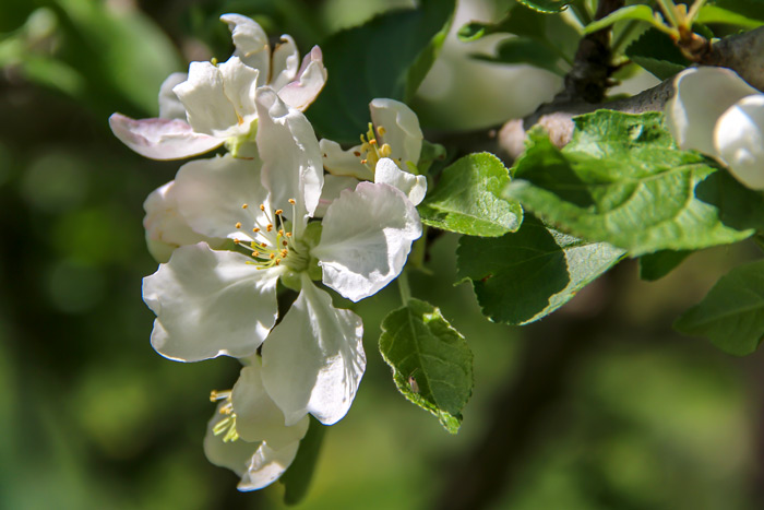 Spring Apple Blossoms Rosaceae