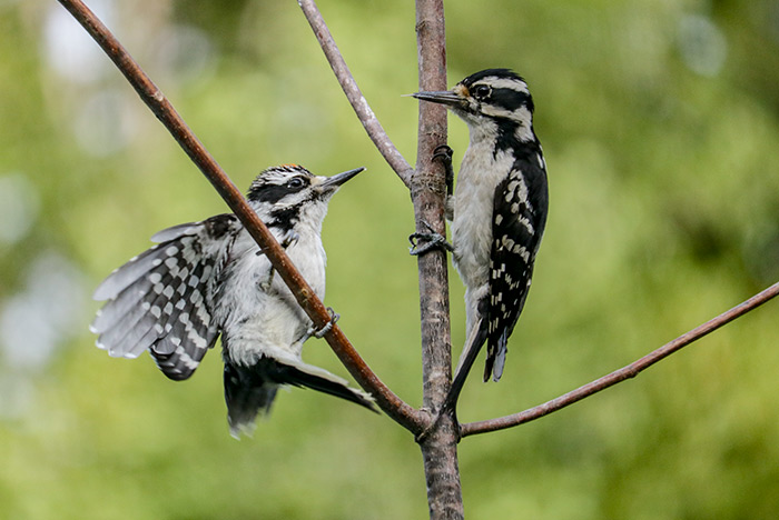 A Female Hairy Woodpecker With Her Male Offspring