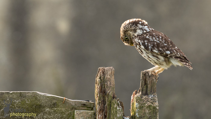 A Perched Owl On A Fence