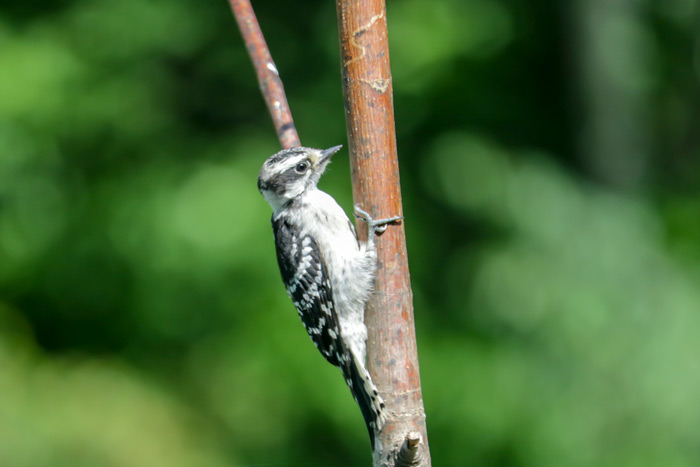 A Young Downy Woodpecker