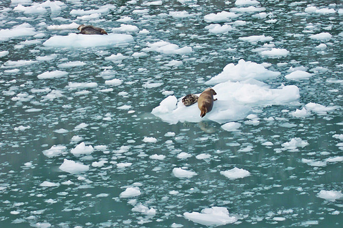 Alaska Seals