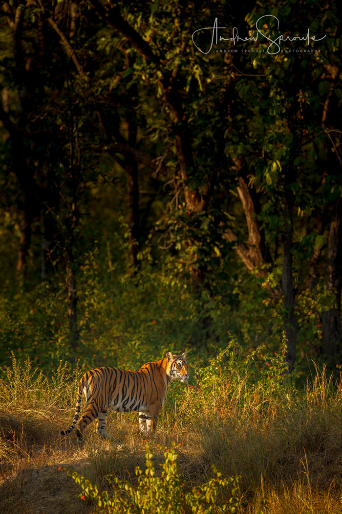 A female Royal Bengal Tiger In Bandhavgarh In India