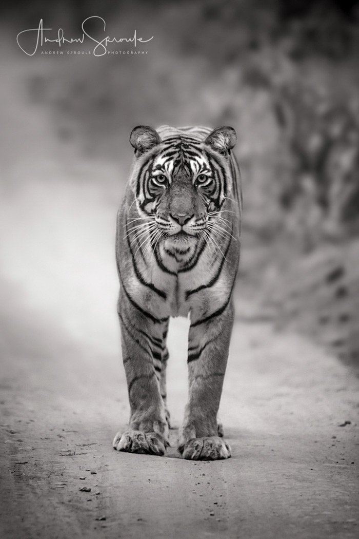Black And White Shot Of A Bengal Tiger