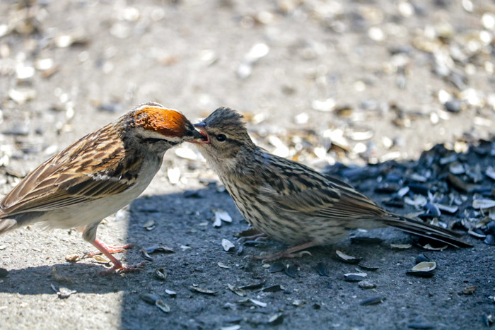 Chipping Sparrow Feeding Its Young