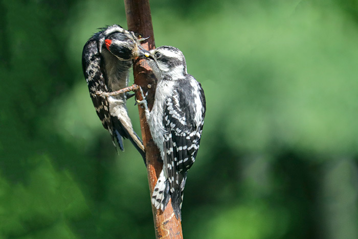 A Male Downy Woodpecker Feeding His Offspring