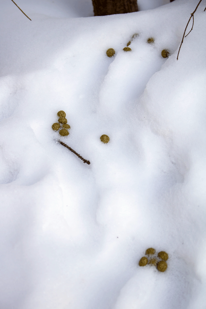 Droppings And Tracks