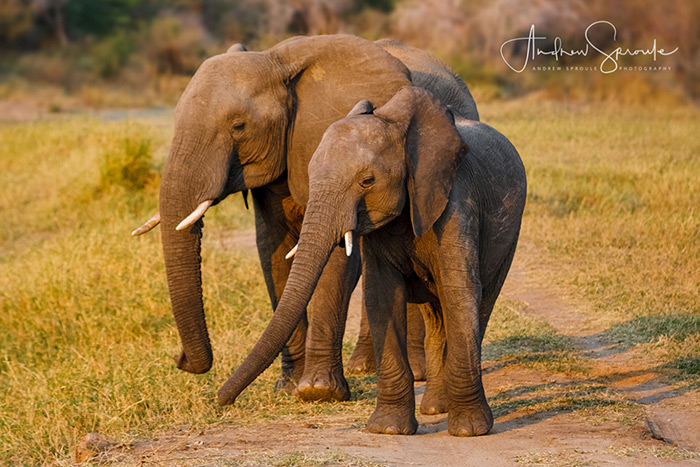 Elephants In The Kruger National Park In South Africa