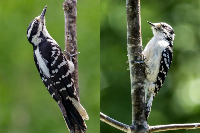 A Female Hairy And Downy Woodpecker Comparison