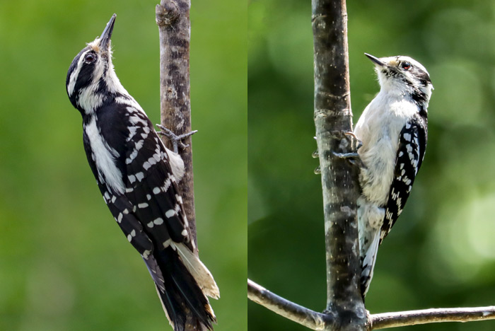 hairy woodpecker vs downy woodpecker