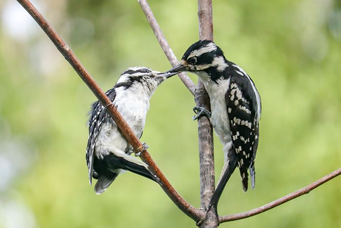 A Female Hairy Woodpecker Feeding Her Young Male Hairy Woodpecker