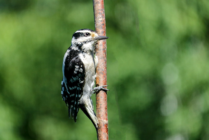 A Female Hairy Woodpecker