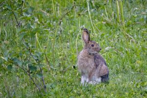 A Snowshoe Hare in Maine