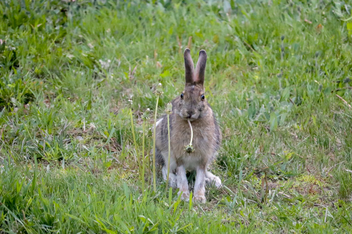 A Snowshoe Hare Eating Dandelions