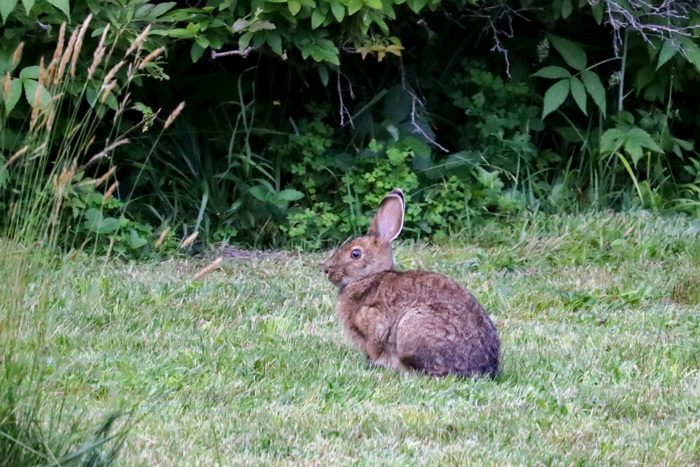 A Snowshoe Hare In The Backyard