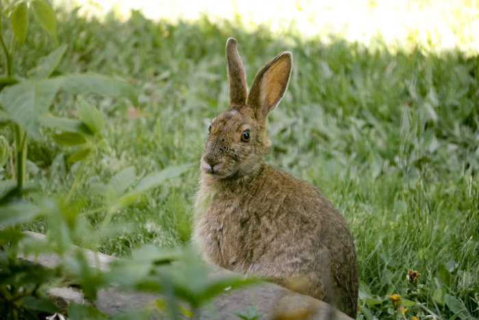 A Snowshoe Hare Making Eye Contact With The Camera