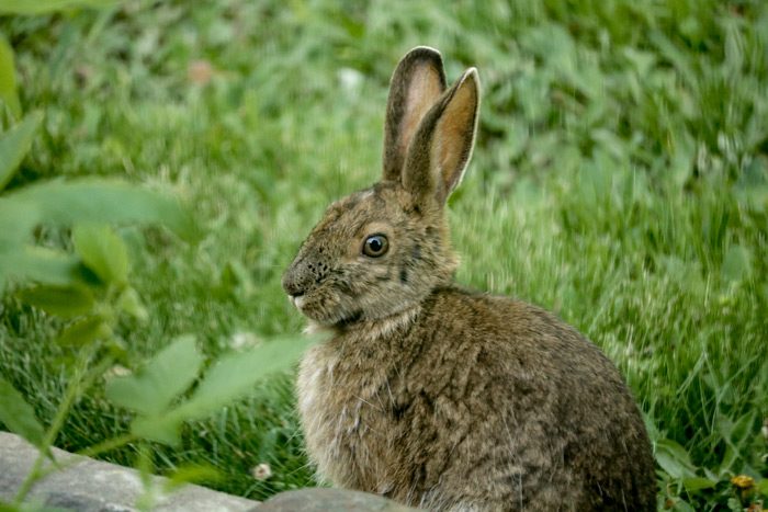 Snowshoe Hare Sitting Near A Rock Wall