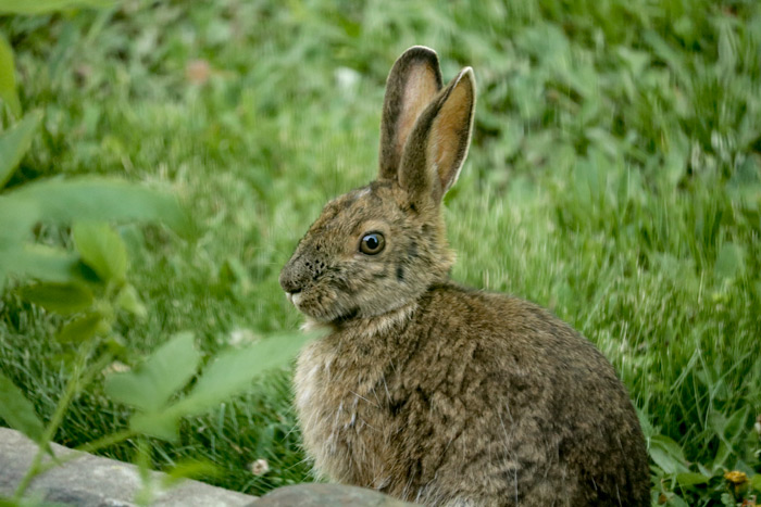 A Snowshoe Hare Sitting Near A Rock Wall
