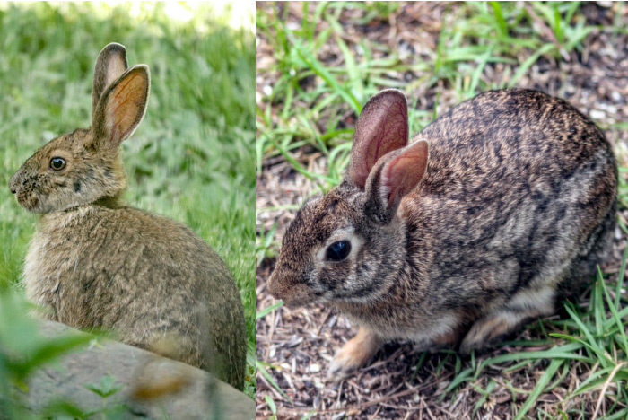Snowshoe Hare and Eastern Cottontail