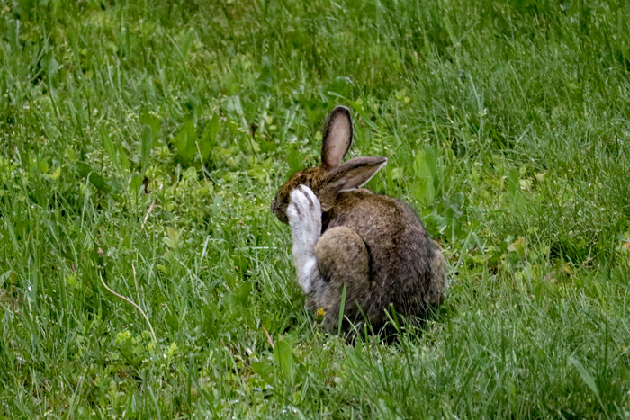 Snowshoe Hare Scratching Its Head With Its Back Paw