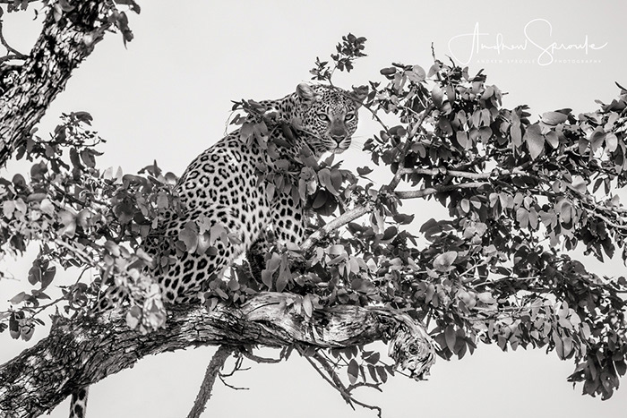 A Female Leopard In The Moremi Okavango Delta In Botswana