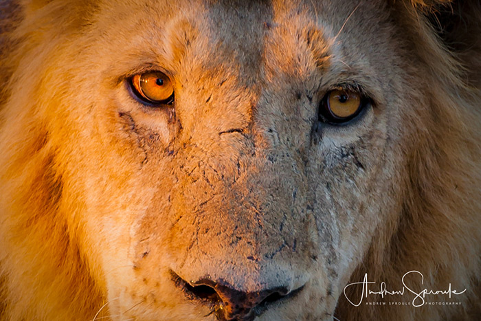 Male Lion Portrait Moremi Game Reserve In Botswana