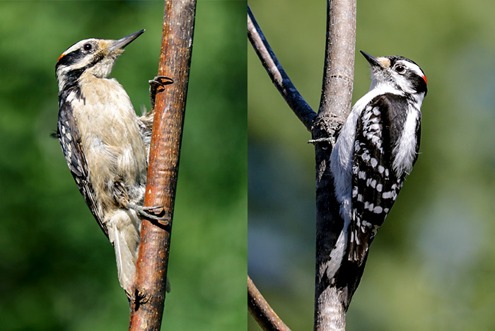 A Male Hairy Woodpecker And Male Downy Woodpecker