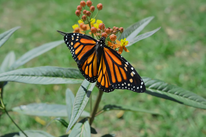 Monarch Butterfly Perched On Milkweed