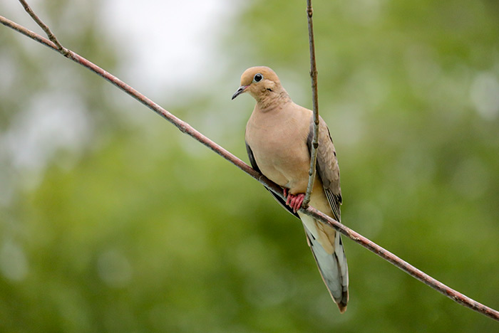 A Perching Mourning Dove