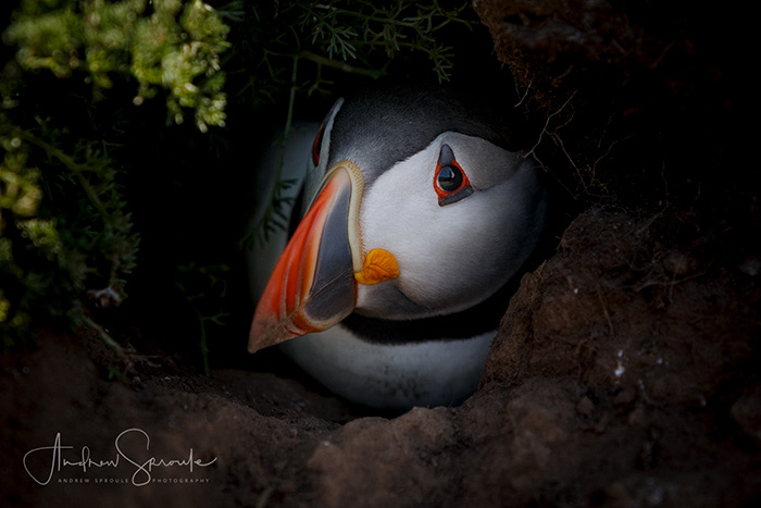 A Puffin In A Burrow On Skomer Island In Wales