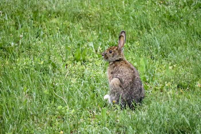 Side View Of A Snowshoe Hare