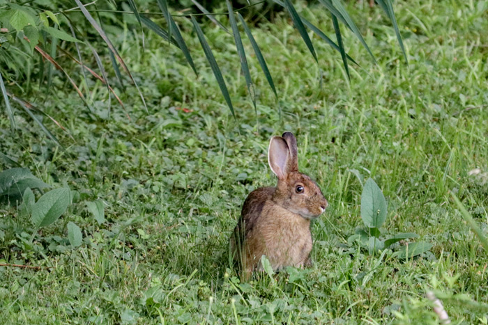 A Snowshoe Hare In The Backyard