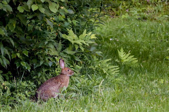 Snowshoe Hare In Brush