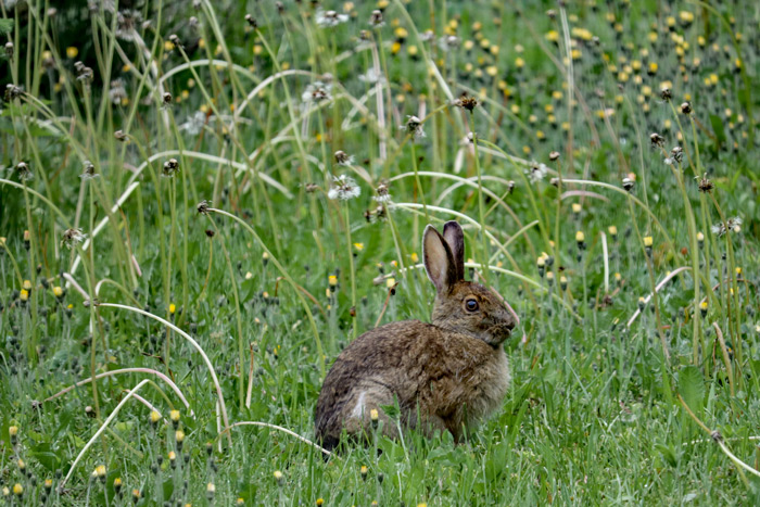 A Snowshoe Hare Among Dandelions In The Front Yard