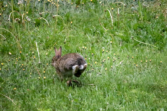 A Snowshoe Hare Running Away